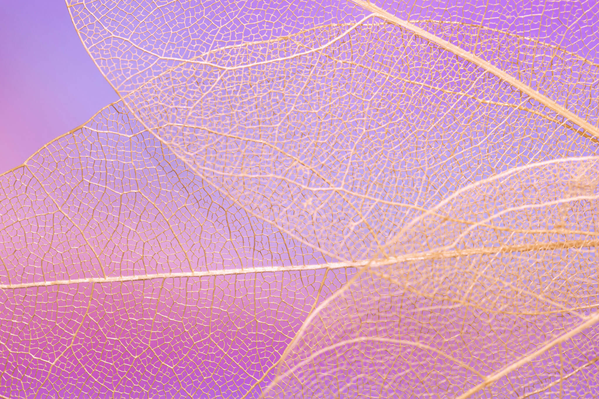 Gold transparent leaves