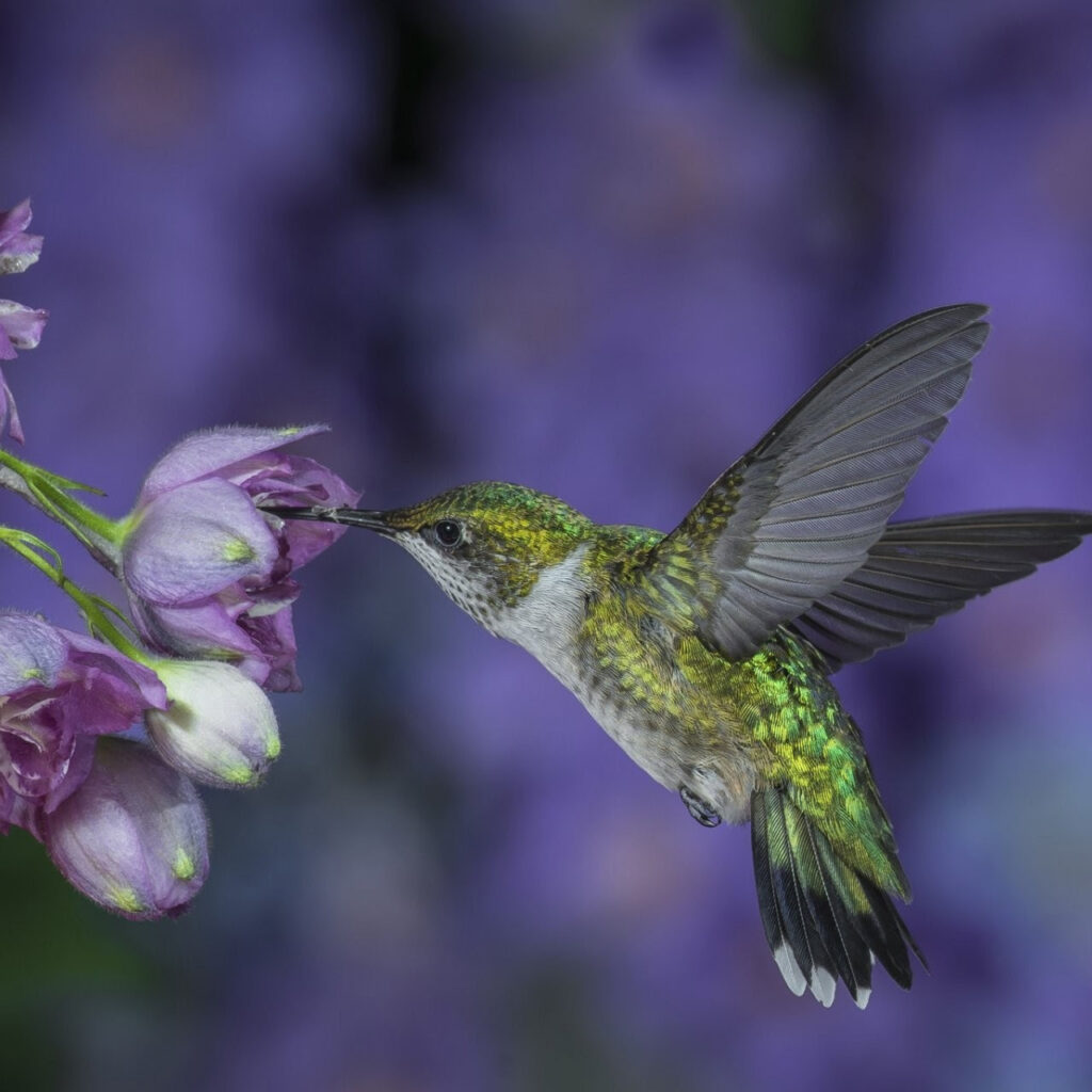 green hummingbird with purple flowers square Green hummingbird with purple flowers