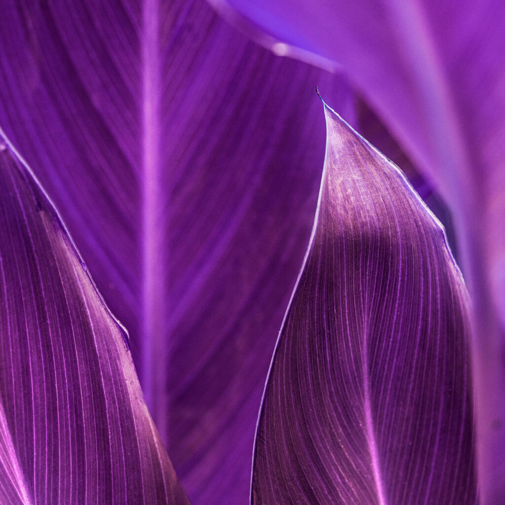 purple-leaves Closeup of purple leaves