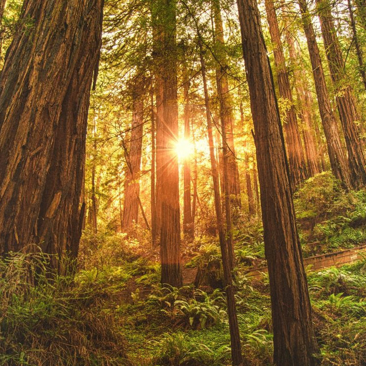 redwoods sunlight square Redwood forest with sunlight